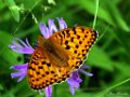 Grote parelmoervlinder, Argynnis aglaja